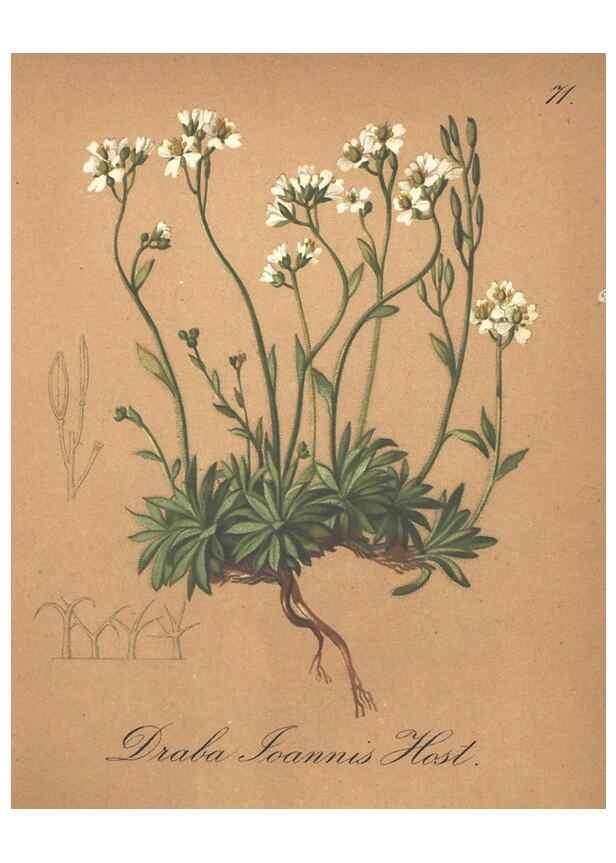Reproducción/Reproduction 7163772991: Die Alpenpflanzen nach der Natur gemalt /. Prag :F. Tempsky,1879-1884.