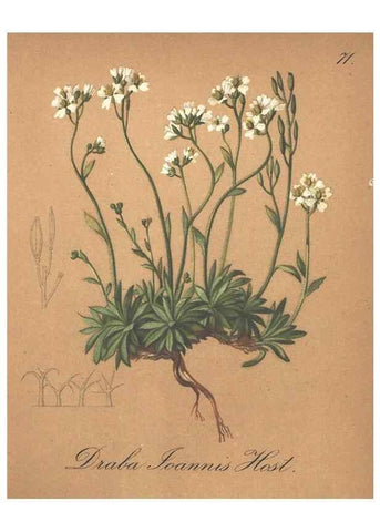 Reproducción/Reproduction 7163772991: Die Alpenpflanzen nach der Natur gemalt /. Prag :F. Tempsky,1879-1884.