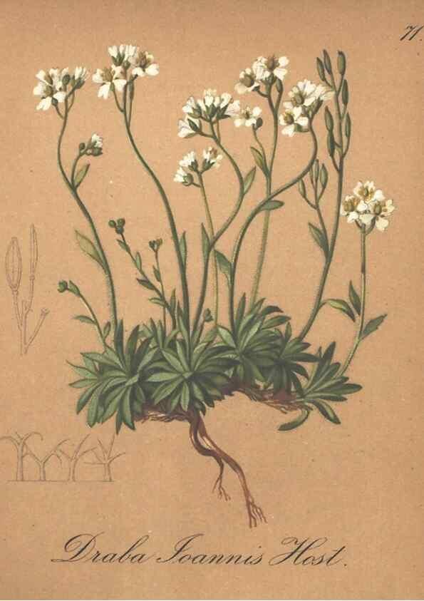 Reproducción/Reproduction 7163772991: Die Alpenpflanzen nach der Natur gemalt /. Prag :F. Tempsky,1879-1884.