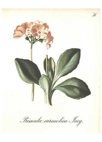 Reproducción/Reproduction 7348954072: Die Alpenpflanzen nach der Natur gemalt /. Prag :F. Tempsky,1879-1884.