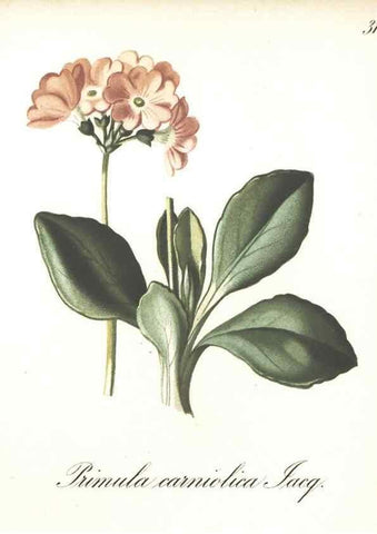 Reproducción/Reproduction 7348954072: Die Alpenpflanzen nach der Natur gemalt /. Prag :F. Tempsky,1879-1884.