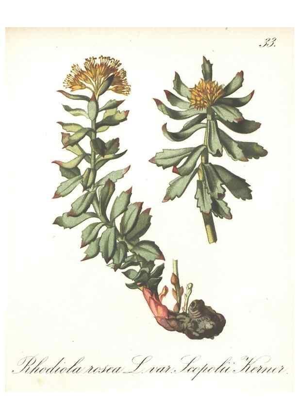 Reproducción/Reproduction 7348955974: Die Alpenpflanzen nach der Natur gemalt /. Prag :F. Tempsky,1879-1884.