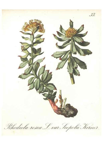 Reproducción/Reproduction 7348955974: Die Alpenpflanzen nach der Natur gemalt /. Prag :F. Tempsky,1879-1884.
