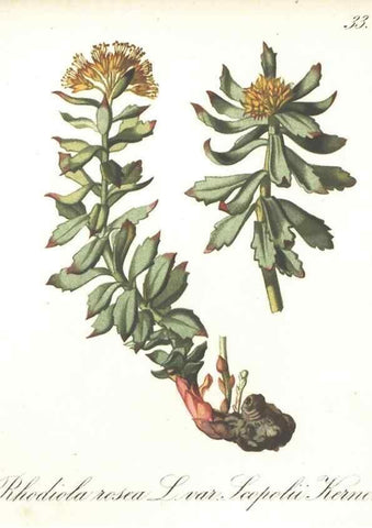 Reproducción/Reproduction 7348955974: Die Alpenpflanzen nach der Natur gemalt /. Prag :F. Tempsky,1879-1884.