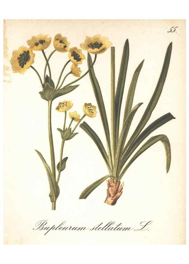 Reproducción/Reproduction 7163761867: Die Alpenpflanzen nach der Natur gemalt /. Prag :F. Tempsky,1879-1884.
