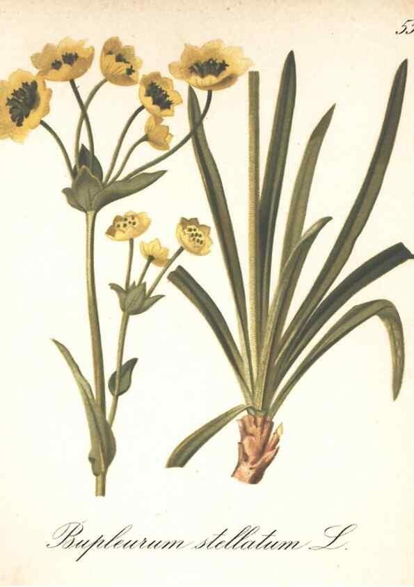 Reproducción/Reproduction 7163761867: Die Alpenpflanzen nach der Natur gemalt /. Prag :F. Tempsky,1879-1884.