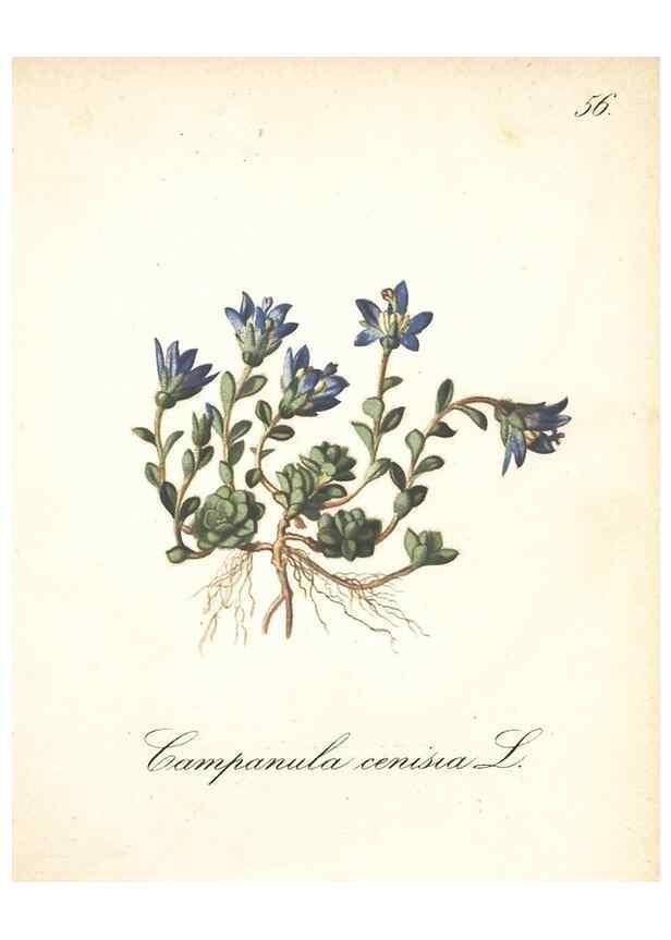 Reproducción/Reproduction 7348973194: Die Alpenpflanzen nach der Natur gemalt /. Prag :F. Tempsky,1879-1884.