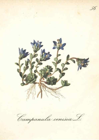 Reproducción/Reproduction 7348973194: Die Alpenpflanzen nach der Natur gemalt /. Prag :F. Tempsky,1879-1884.