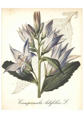 Reproducción/Reproduction 7163763267: Die Alpenpflanzen nach der Natur gemalt /. Prag :F. Tempsky,1879-1884.