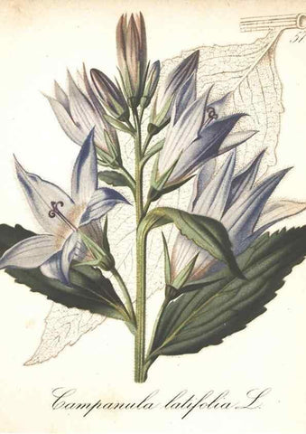 Reproducción/Reproduction 7163763267: Die Alpenpflanzen nach der Natur gemalt /. Prag :F. Tempsky,1879-1884.