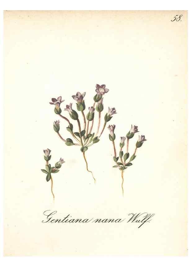 Reproducción/Reproduction 7163764155: Die Alpenpflanzen nach der Natur gemalt /. Prag :F. Tempsky,1879-1884.