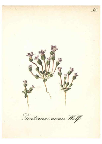 Reproducción/Reproduction 7163764155: Die Alpenpflanzen nach der Natur gemalt /. Prag :F. Tempsky,1879-1884.