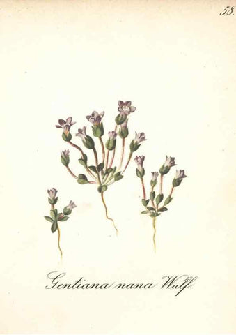 Reproducción/Reproduction 7163764155: Die Alpenpflanzen nach der Natur gemalt /. Prag :F. Tempsky,1879-1884.