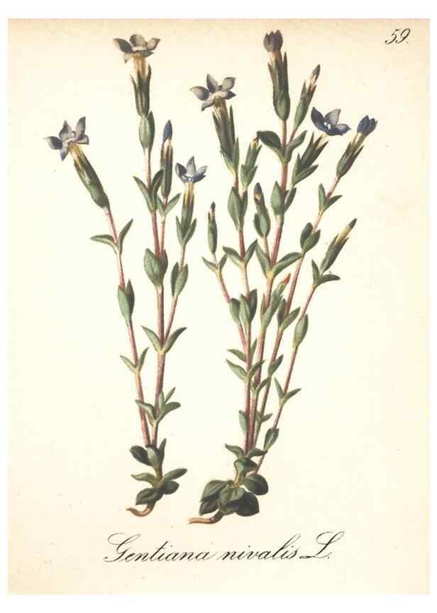 Reproducción/Reproduction 7163764659: Die Alpenpflanzen nach der Natur gemalt /. Prag :F. Tempsky,1879-1884.