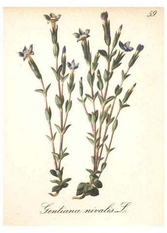 Reproducción/Reproduction 7163764659: Die Alpenpflanzen nach der Natur gemalt /. Prag :F. Tempsky,1879-1884.