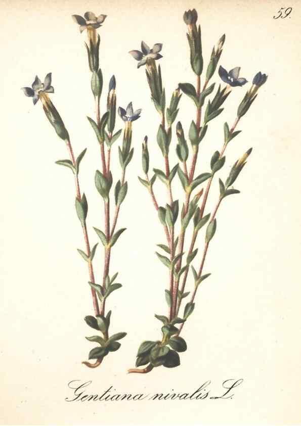 Reproducción/Reproduction 7163764659: Die Alpenpflanzen nach der Natur gemalt /. Prag :F. Tempsky,1879-1884.
