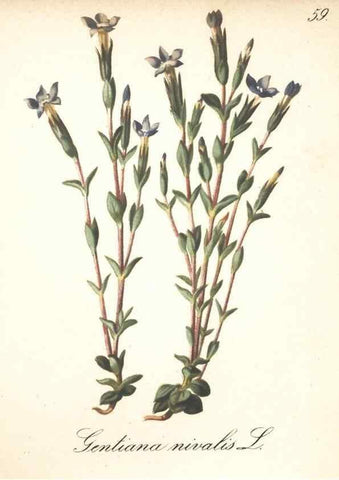 Reproducción/Reproduction 7163764659: Die Alpenpflanzen nach der Natur gemalt /. Prag :F. Tempsky,1879-1884.