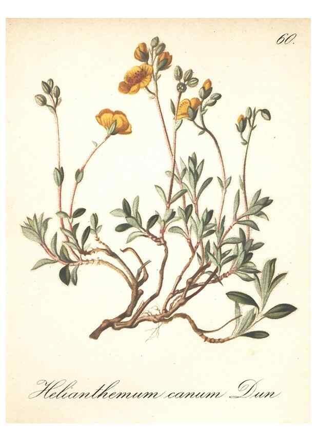 Reproducción/Reproduction 7348976022: Die Alpenpflanzen nach der Natur gemalt /. Prag :F. Tempsky,1879-1884.