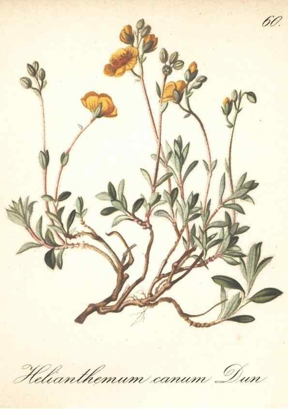 Reproducción/Reproduction 7348976022: Die Alpenpflanzen nach der Natur gemalt /. Prag :F. Tempsky,1879-1884.