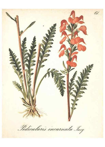 Reproducción/Reproduction 7163766067: Die Alpenpflanzen nach der Natur gemalt /. Prag :F. Tempsky,1879-1884.