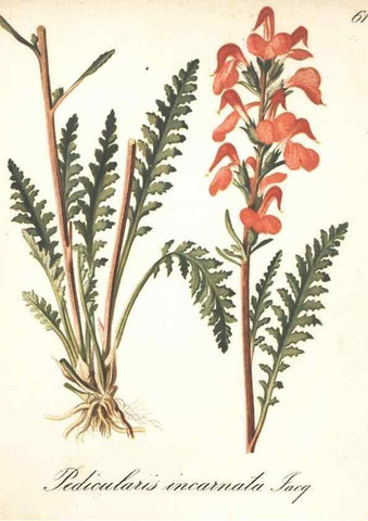 Reproducción/Reproduction 7163766067: Die Alpenpflanzen nach der Natur gemalt /. Prag :F. Tempsky,1879-1884.