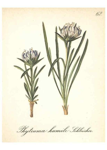 Reproducción/Reproduction 7348977576: Die Alpenpflanzen nach der Natur gemalt /. Prag :F. Tempsky,1879-1884.