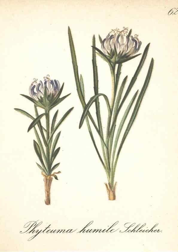 Reproducción/Reproduction 7348977576: Die Alpenpflanzen nach der Natur gemalt /. Prag :F. Tempsky,1879-1884.