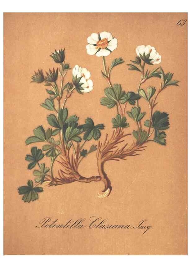Reproducción/Reproduction 7163767611: Die Alpenpflanzen nach der Natur gemalt /. Prag :F. Tempsky,1879-1884.