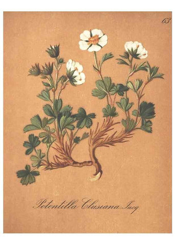 Reproducción/Reproduction 7163767611: Die Alpenpflanzen nach der Natur gemalt /. Prag :F. Tempsky,1879-1884.
