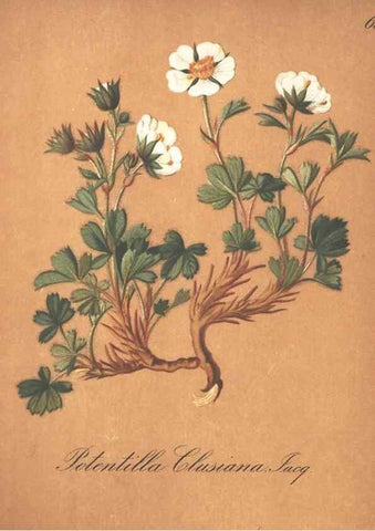 Reproducción/Reproduction 7163767611: Die Alpenpflanzen nach der Natur gemalt /. Prag :F. Tempsky,1879-1884.
