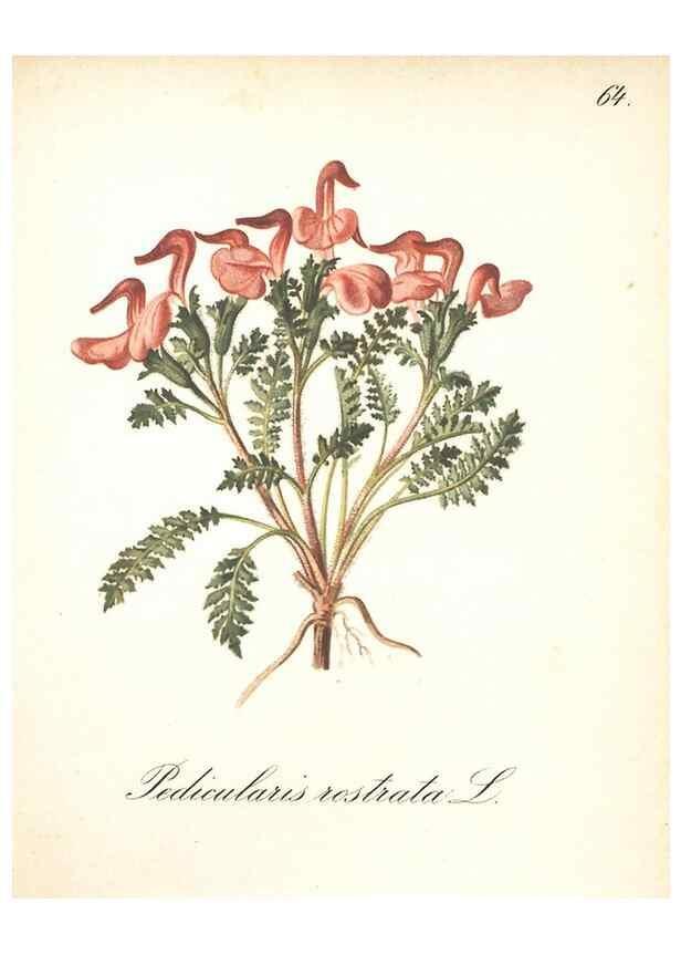 Reproducción/Reproduction 7348978872: Die Alpenpflanzen nach der Natur gemalt /. Prag :F. Tempsky,1879-1884.