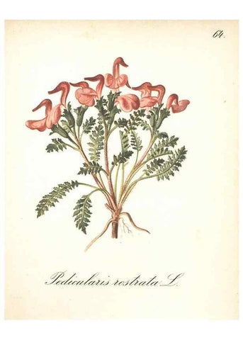 Reproducción/Reproduction 7348978872: Die Alpenpflanzen nach der Natur gemalt /. Prag :F. Tempsky,1879-1884.