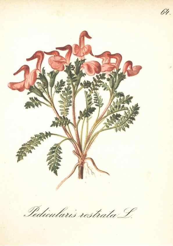 Reproducción/Reproduction 7348978872: Die Alpenpflanzen nach der Natur gemalt /. Prag :F. Tempsky,1879-1884.