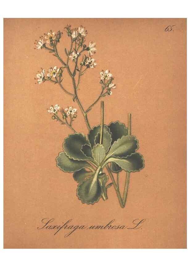 Reproducción/Reproduction 7163769037: Die Alpenpflanzen nach der Natur gemalt /. Prag :F. Tempsky,1879-1884.