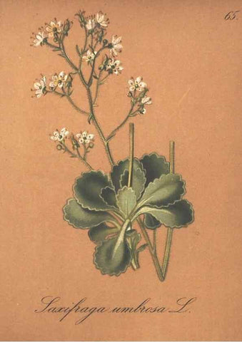 Reproducción/Reproduction 7163769037: Die Alpenpflanzen nach der Natur gemalt /. Prag :F. Tempsky,1879-1884.