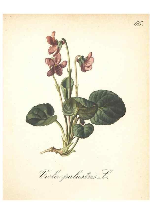 Reproducción/Reproduction 7348980194: Die Alpenpflanzen nach der Natur gemalt /. Prag :F. Tempsky,1879-1884.