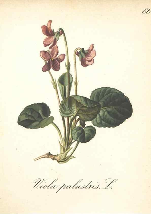Reproducción/Reproduction 7348980194: Die Alpenpflanzen nach der Natur gemalt /. Prag :F. Tempsky,1879-1884.