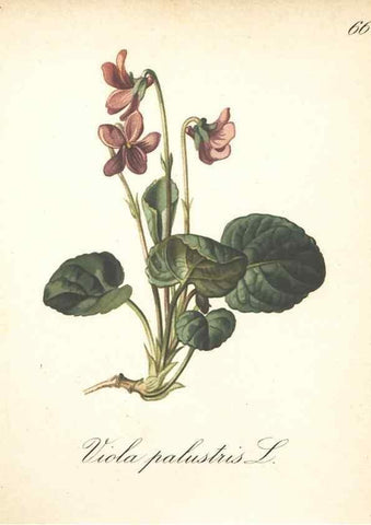Reproducción/Reproduction 7348980194: Die Alpenpflanzen nach der Natur gemalt /. Prag :F. Tempsky,1879-1884.
