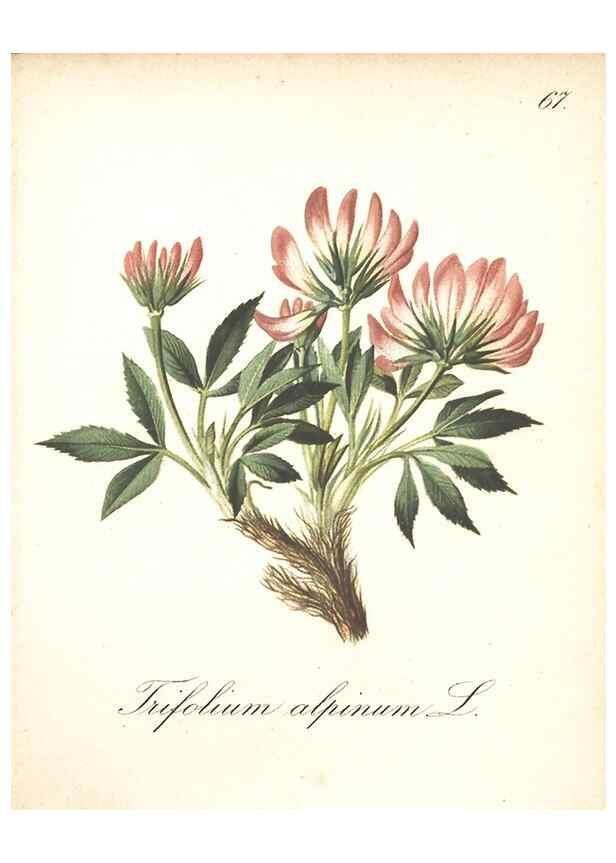 Reproducción/Reproduction 7163770291: Die Alpenpflanzen nach der Natur gemalt /. Prag :F. Tempsky,1879-1884.