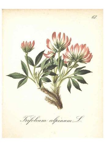 Reproducción/Reproduction 7163770291: Die Alpenpflanzen nach der Natur gemalt /. Prag :F. Tempsky,1879-1884.