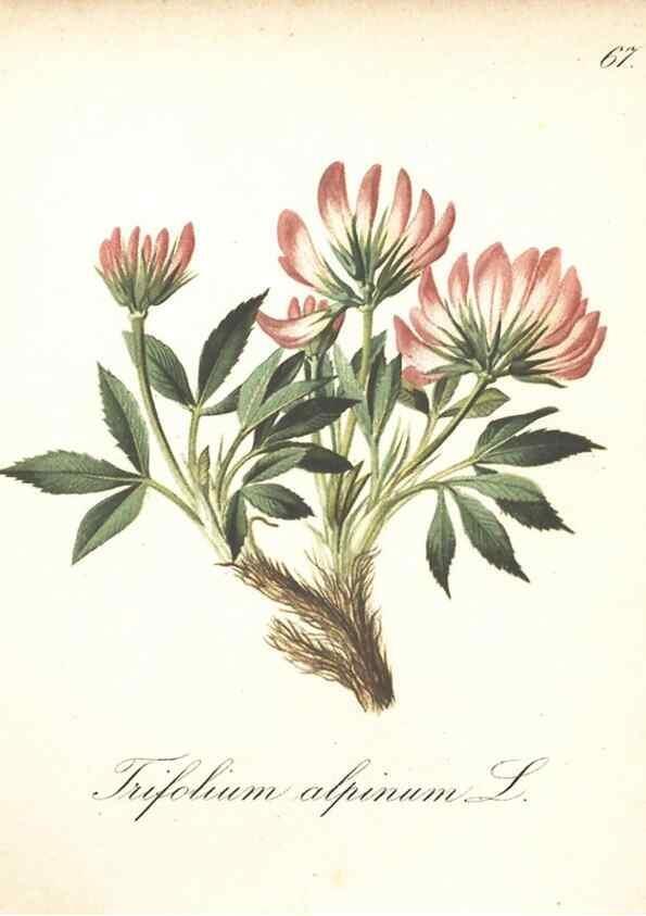 Reproducción/Reproduction 7163770291: Die Alpenpflanzen nach der Natur gemalt /. Prag :F. Tempsky,1879-1884.