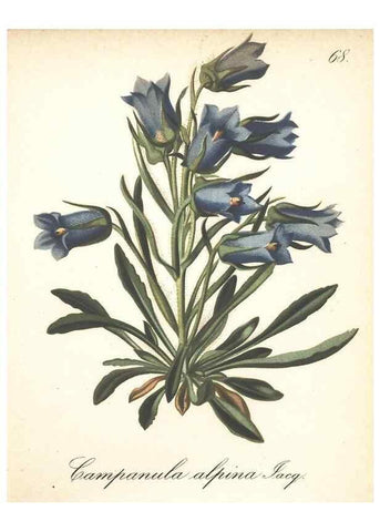 Reproducción/Reproduction 7348981820: Die Alpenpflanzen nach der Natur gemalt /. Prag :F. Tempsky,1879-1884.