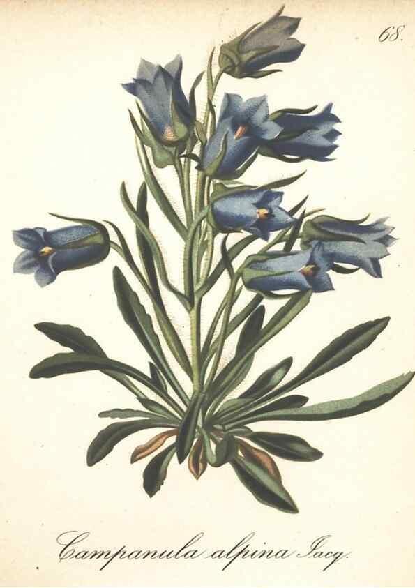 Reproducción/Reproduction 7348981820: Die Alpenpflanzen nach der Natur gemalt /. Prag :F. Tempsky,1879-1884.