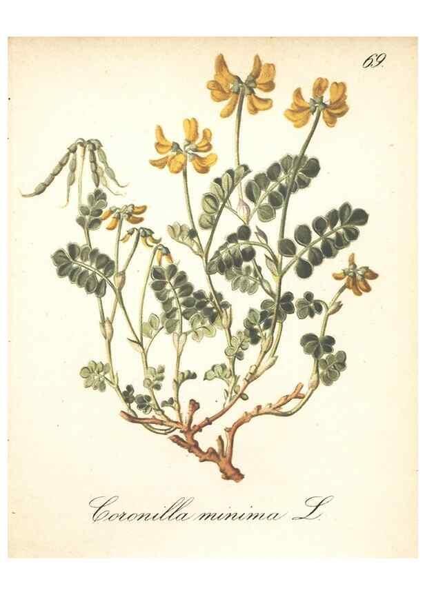 Reproducción/Reproduction 7163771769: Die Alpenpflanzen nach der Natur gemalt /. Prag :F. Tempsky,1879-1884.