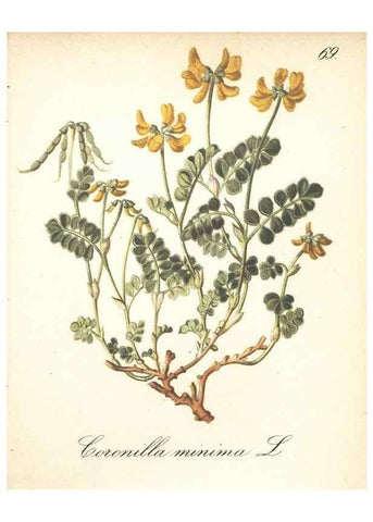 Reproducción/Reproduction 7163771769: Die Alpenpflanzen nach der Natur gemalt /. Prag :F. Tempsky,1879-1884.