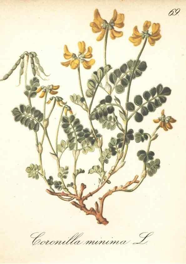 Reproducción/Reproduction 7163771769: Die Alpenpflanzen nach der Natur gemalt /. Prag :F. Tempsky,1879-1884.