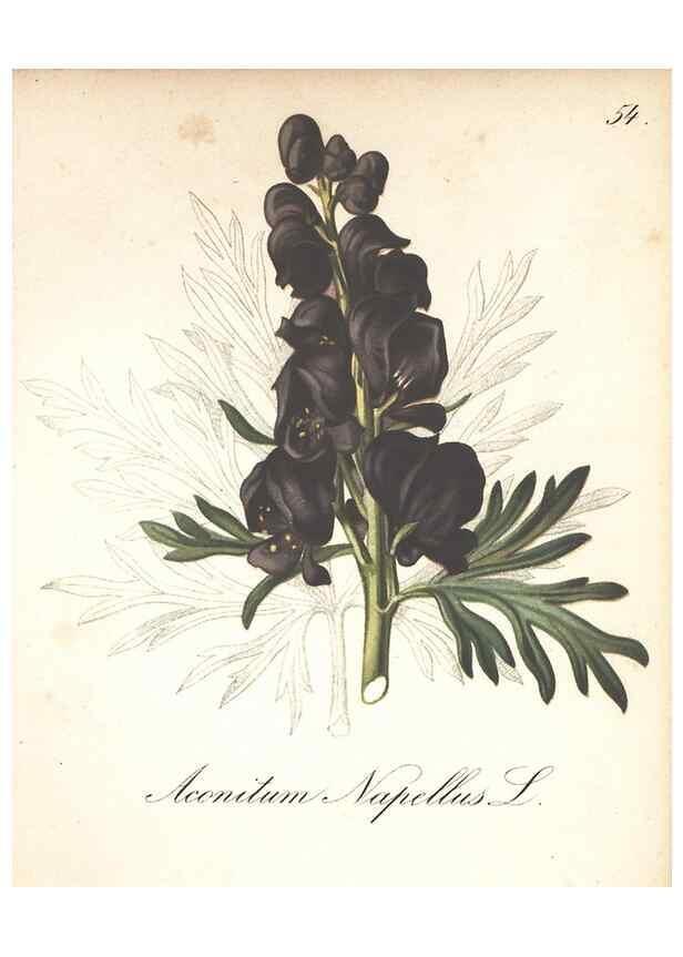 Reproducción/Reproduction 7163761333: Die Alpenpflanzen nach der Natur gemalt /. Prag :F. Tempsky,1879-1884.