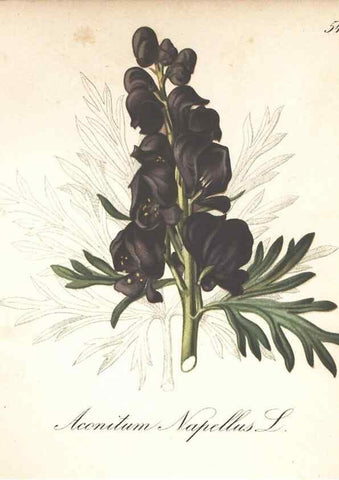 Reproducción/Reproduction 7163761333: Die Alpenpflanzen nach der Natur gemalt /. Prag :F. Tempsky,1879-1884.