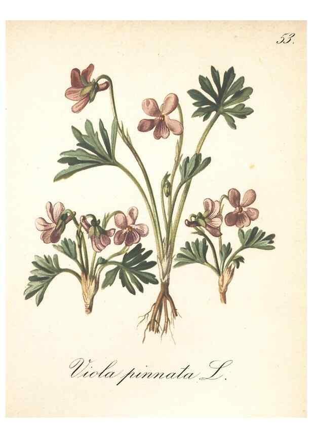 Reproducción/Reproduction 7163760747: Die Alpenpflanzen nach der Natur gemalt /. Prag :F. Tempsky,1879-1884.