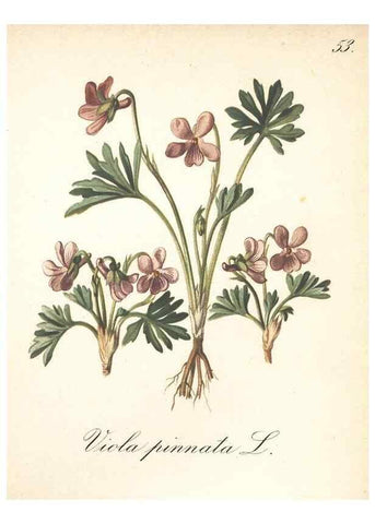 Reproducción/Reproduction 7163760747: Die Alpenpflanzen nach der Natur gemalt /. Prag :F. Tempsky,1879-1884.